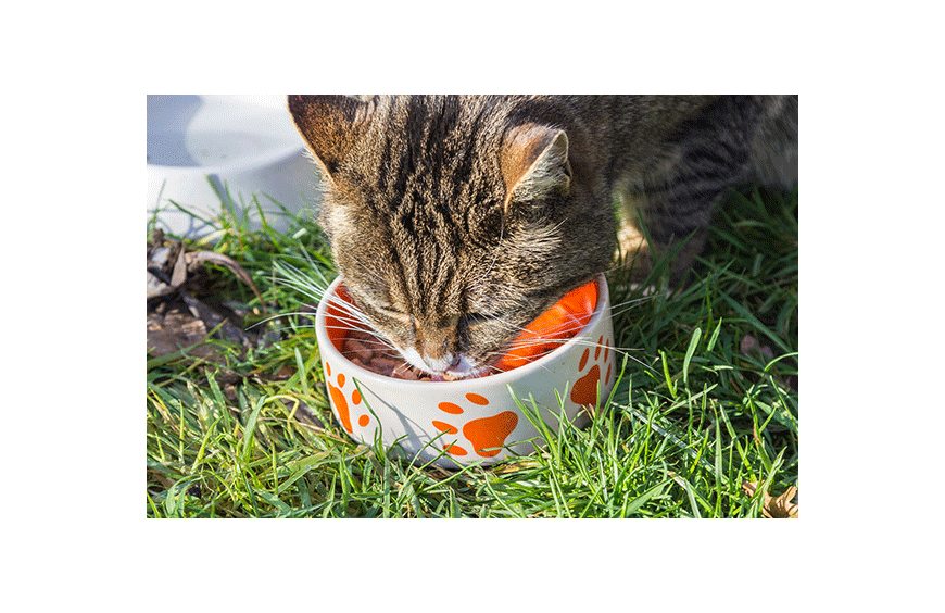 Quelle est la meilleure alimentation pour les chats castrés ?